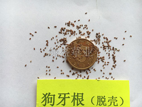 狗牙根(脫殼) 狗牙根(脫殼)