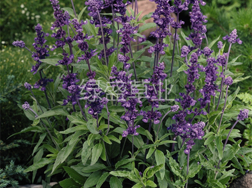 串藍(lán) 串藍(lán)